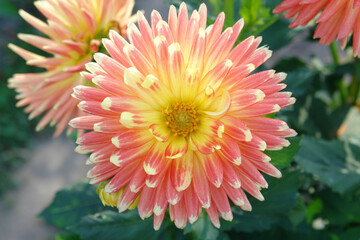 A close-up of dahlia flower of the 'Gudoshnik' variety, top view. Fully double orange cactus dahlia with a yellow centre