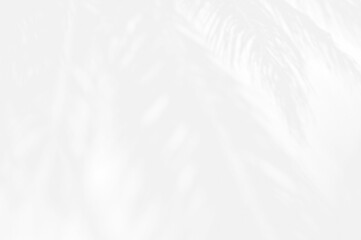 Abstract Shadow. blurred background. gray leaves that reflect concrete walls on a white wall surface for blurred backgrounds and monochrome wallpapers.