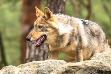 Lone wolf running in autumn forest Czech Republic
