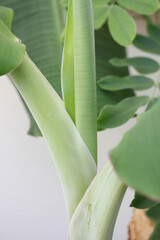 Obraz premium Banana | Banane