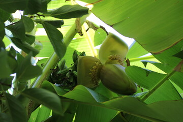 Banana | Banane