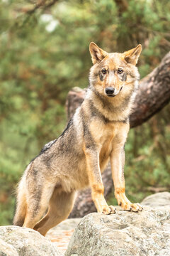 Lone wolf running in autumn forest Czech Republic