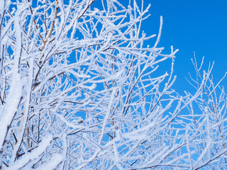 Christmas landscape.