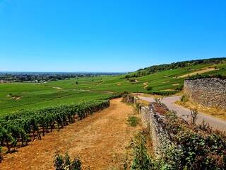 Fototapeta premium Vines in Beaune