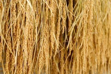 収穫後の稲　陰干し