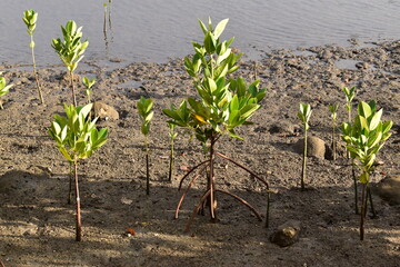 Young trees that will renew the mangrove to be preserved in order to fight against global warming and biodiversity extinction.