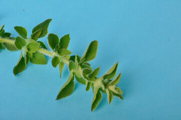 oregano on a blue background