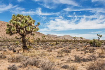 Amazing colors and contrast of Joshua Tree National Park, strange plants and vivid colors