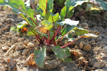 Beet | Betterave