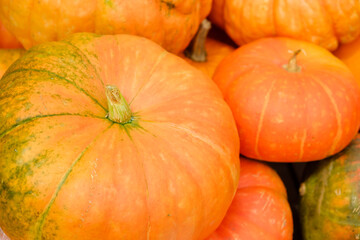 カボチャの山　収穫　大量