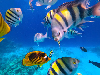 Underwater colorful tropical fishes at coral reef at Red Sea. Blue water in Ras Muhammad National Park in Sinai, Egypt