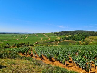 Fototapeta na wymiar Vines in Beaune