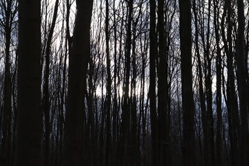 Silhouette des troncs d'arbre en forêt 