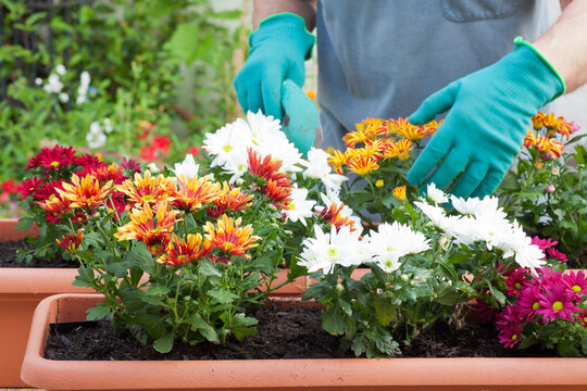 Hands of gardener potting flowers in greenhouse or garden