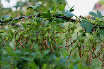 Green berries of a currant on a branch. Unripe currant berries.
