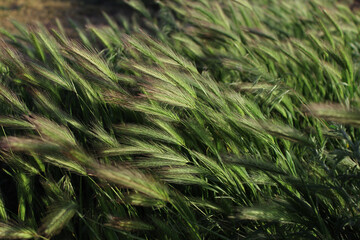 Background of unripe spikelets of grass on the field