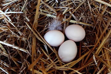 Chicken eggs in a nest of straw.