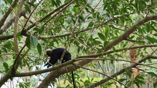 Indian black monkey jumping on tree. video of Nilgiri langur monkey in natural habitat in dense green forest wildlife sanctuary in Thekkady Kerala India. primate has glossy black fur, long tail.