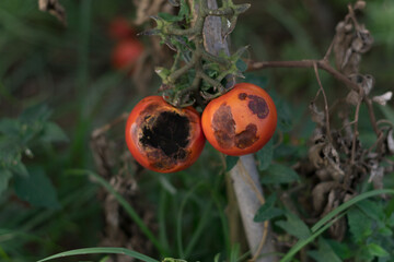 Close up of two rotten tomatoes in greenhouse.