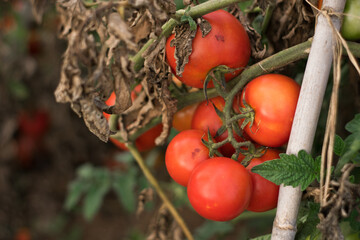 Ripe tomatoes in garden.