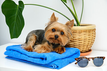 Yorkshire Terrier Photo, Dog Vacation Photo, Dog and glasses