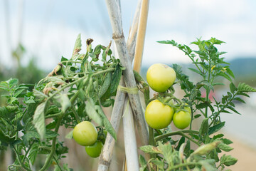 Green tomatoes on tree.