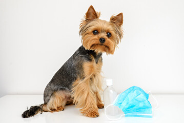 Yorkshire Terrier Covid-19,Covid Dog, quarantine dog, dog and Coronavirus, dog in mask, Pets and covid-19,Dog medicine