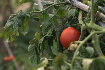 Tomate maduro cosecha ecol&oacute;gica.
