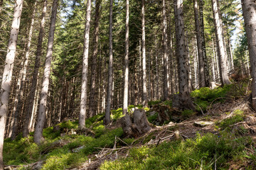 Beautiful coniferous forest landscape. Forest with tall, even trunks of pine trees on the mountain