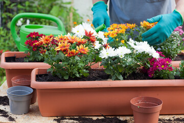 Gardener potting flowers in a greenhouse or garden