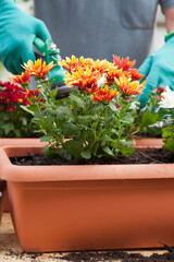 Gardener watering flowers in a greenhous or garden