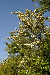 hawthorn flowers in Brittany.