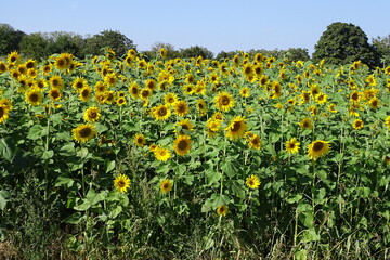 Fototapeta na wymiar Sonnenblumenfeld im Sommer