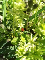 ladybird in the green grass - coccinella tra l'erba verde