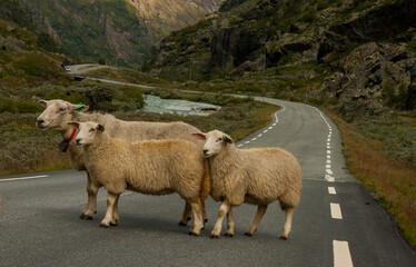 Sheeps at Jotunheimen Nation Park, Norway, Scandinavia