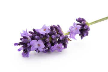 Lavender flowers on a white background.