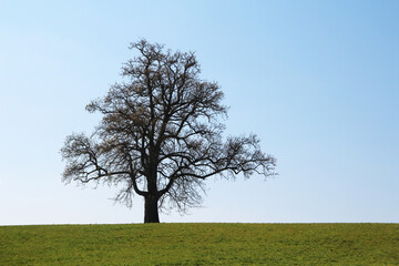 A lonely tree in countryside in Baden-Wurttemberg, Germany