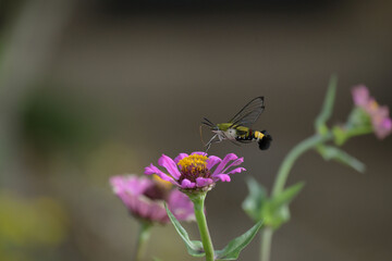 オオスカスバとジニアの花