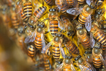 Honey Bees on bee hive in Southeast Asia.