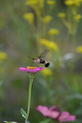 オオスカスバとジニアの花