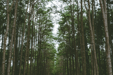 Pine wood forest quiet and calm nature film tone with gain noise effect.