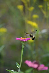 オオスカスバとジニアの花
