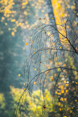 Birch's branches with few golden leaves in end of fall. Selective focus. Shallow depth of field.