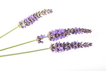 lavender in bloom on white background