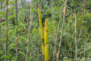 Bamboo shoot in the forest nature,asian countries Popular food