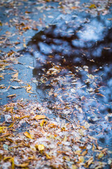 Faded leaves in a puddle on the dirty forest road. Autumn's specific. Selective focus. Shallow depth of field.