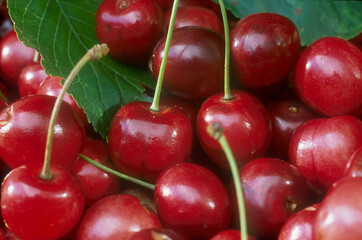 Cherry | Cerise