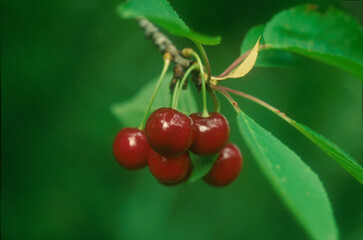 Cherry | Cerise