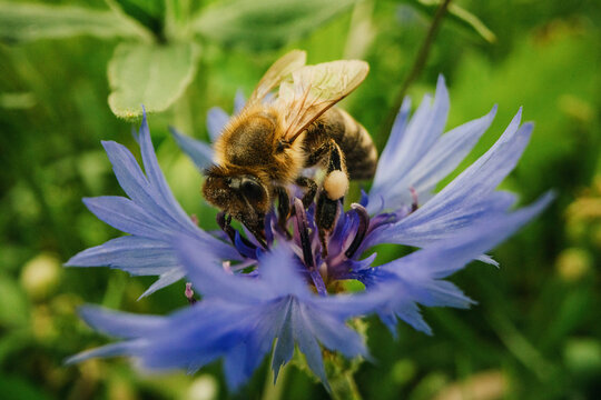 Close up bumblebee pollinating blue cornflower
