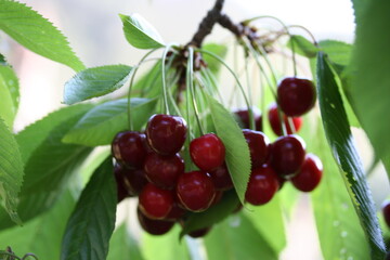 Cherry | Cerise